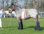Unieke belgische trekpaard merrie met veel kwaliteiten!, Dieren en Toebehoren, Paarden, Merrie