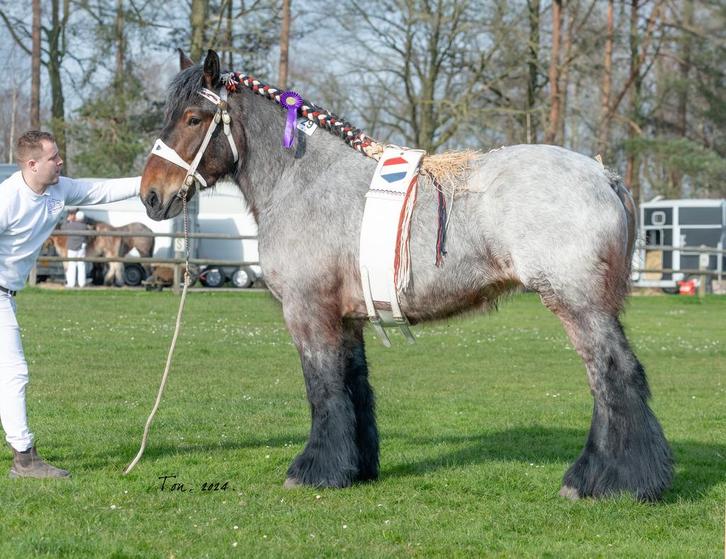 Unieke belgische trekpaard merrie met veel kwaliteiten!, Dieren en Toebehoren, Paarden, Merrie