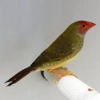 Binsen astrilde binsenastrilde, Dieren en Toebehoren, Mannelijk