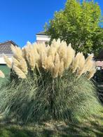 Sterke en grote pampusgras pluimen, Ophalen, Nieuw