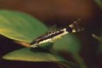 Otocinclus cf. Macrospilus - Dwerg algen eter - Koidreams