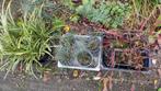 12 stuks carex blauwgras Japans bloedgras, Eén persoon, Cadeaubon