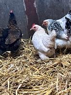 Sabelpoot krielen, Dieren en Toebehoren, Vrouwelijk, Kip