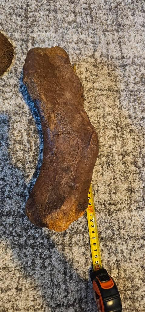 Edmontosaurus Metatarsal (Voetbeen), Verzamelen, Mineralen en Fossielen, Fossiel, Ophalen of Verzenden