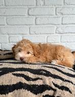 Maltipoo pups, maltezer x toy poedel, Parvo, Nederland, Overige rassen, 8 tot 15 weken