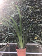 Te koop Neomarica gracilis (botanische Iris ), Tuin en Terras, Planten | Tuinplanten, Halfschaduw, Zomer, Vaste plant, Overige soorten