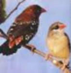 te koop prachtige jonge onverwante chinese tijgervinken, Dieren en Toebehoren, Vogels | Overige Vogels, Meerdere dieren, Tropenvogel