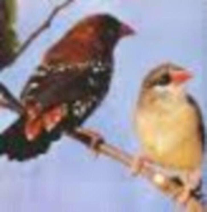 te koop prachtige jonge onverwante chinese tijgervinken, Dieren en Toebehoren, Vogels | Overige Vogels, Tropenvogel, Meerdere dieren