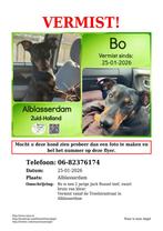 Vermist !!  Jack russel, Dieren en Toebehoren, 1 tot 2 jaar, Teef, Parvo, Eén hond