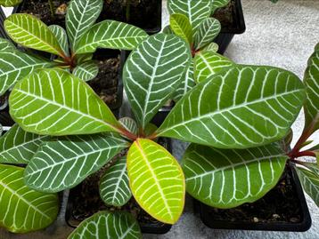 Madagascar Jewel - Zaailingen beschikbaar voor biedingen