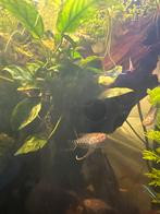 Jonge Gourami's te koop!, Ophalen of Verzenden, Nieuw