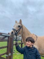 Lieve kinderpony /te koop, Merrie, B, Gechipt, B pony (1.17m tot 1.27m)