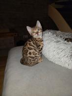 Bengaal kittens raszuiver met stamboom, Dieren en Toebehoren, Katten en Kittens | Raskatten | Korthaar, Poes, Gechipt, 0 tot 2 jaar