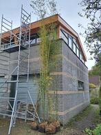 Bamboe pollen, 5m hoog, woekerend, 9 stuks, Ophalen