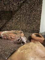 Luipaardgekko Mack Snow met terrarium en toebehoren, Dieren en Toebehoren, Reptielen en Amfibieën, 0 tot 2 jaar, Hagedis, Met terrarium