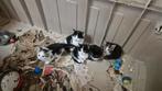 5 kittens - nog 1 beschikbaar, Dieren en Toebehoren, Katten en Kittens | Overige Katten, Meerdere dieren, Kortharig, 0 tot 2 jaar
