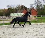 Super knappe friese ster merrie, Dieren en Toebehoren, Merrie, Gechipt, Dressuurpaard, 3 tot 6 jaar