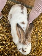 Vlaamsereus, Dieren en Toebehoren, Konijnen, Meerdere dieren, Groot