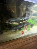 Channa micropeltes koppel grote snakeheads, Dieren en Toebehoren, Zoetwatervis, Vis