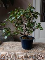 Satsuki Azalea Kaminoyamakirin Bonsai, Tuin en Terras, Bloeit niet, Halfschaduw, Minder dan 100 cm, Overige soorten