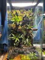 Paludarium, Amfibie, 0 tot 2 jaar