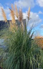 Grote pol pampusgras (6x), Tuin en Terras, Ophalen, Overige soorten, Volle zon