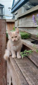 Prachtig maine coon poesje, Dieren en Toebehoren, Katten en Kittens | Raskatten | Langhaar, Poes, Gechipt, 0 tot 2 jaar