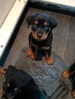 Prachtige rottweiler pups.1 Teefje, Dieren en Toebehoren, Rabiës (hondsdolheid), 8 tot 15 weken, Meerdere, Meerdere dieren