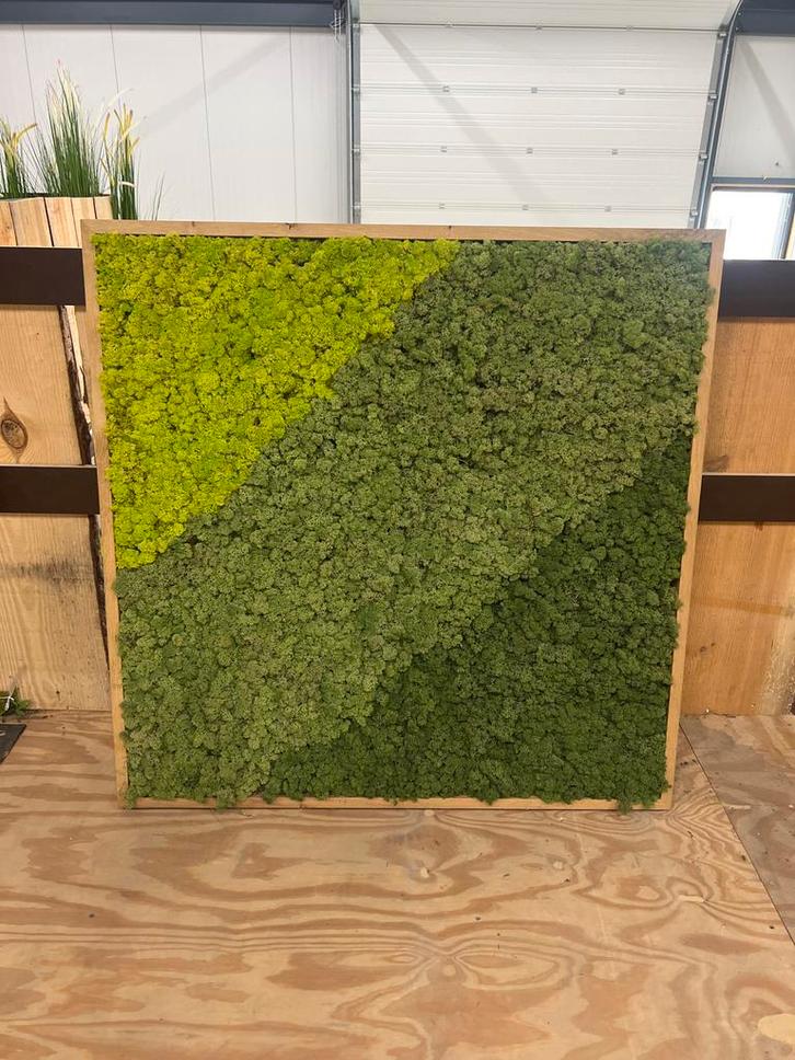 Moscchilderij 100x100cm - Eiken Lijst, Huis en Inrichting, Woonaccessoires | Overige, Nieuw, Ophalen