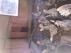 Te koop 2 tomen sebright krielen zilver, Dieren en Toebehoren, Pluimvee, Meerdere dieren, Kip
