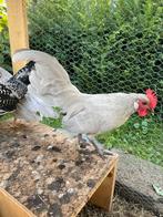 Parel grijs hollandse krielkip, Dieren en Toebehoren, Pluimvee, Mannelijk, Kip
