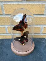 Opgezette vlinders in een stolp, Verzamelen, Dierenverzamelingen, Ophalen of Verzenden, Overige soorten, Opgezet dier