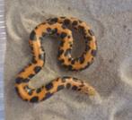 Eryx colembrinus keniaanse zandboa, Dieren en Toebehoren, Slang, 0 tot 2 jaar
