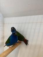 1-1 forbes papagaai amadine’s, Dieren en Toebehoren, Vogels | Overige Vogels, Meerdere dieren, Geringd