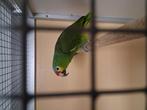 Geelwang amazone pop, Dieren en Toebehoren, Vogels | Parkieten en Papegaaien, Vrouwelijk, Papegaai