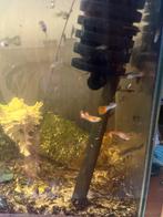 Prachtige eigen kweek guppy’s (ook endler), Dieren en Toebehoren, Vissen | Aquariumvissen, Vis