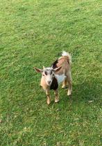 prachtig jong lief dwerg bokje bok met maanvlekken maanvlek, Dieren en Toebehoren, Schapen, Geiten en Varkens, Mannelijk, Geit