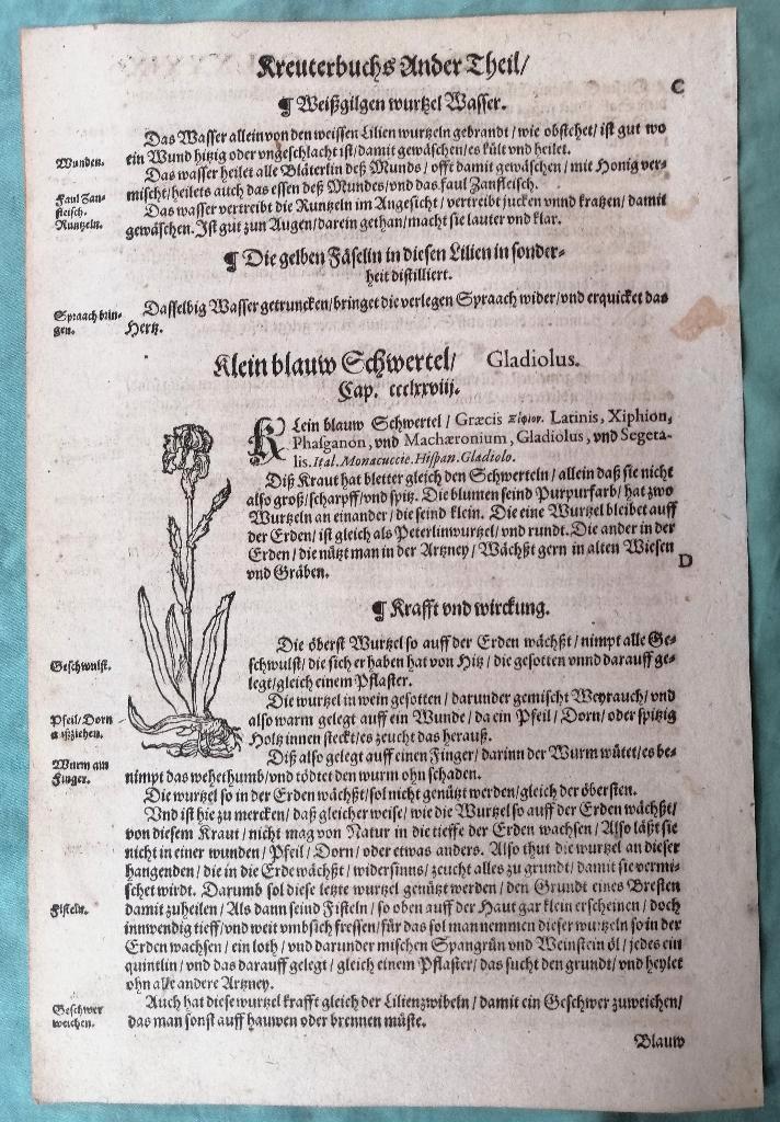 Blad uit Adam Lonicer Kräuterbuch - van 1593 gladiool?, Antiek en Kunst, Kunst | Etsen en Gravures, Ophalen of Verzenden