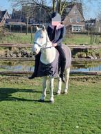 perfecte eerste leerpony, Dieren en Toebehoren, Pony's, Gechipt, Ruin, Springpony, 11 jaar of ouder