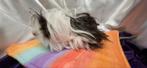 Cavia Lunkarya, Dieren en Toebehoren, Augustus, Mannelijk, Cavia