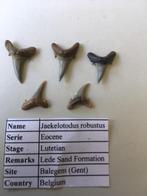 Fossiele haaientanden set (5 stuks) uit Balegem (2), Ophalen of Verzenden, Fossiel