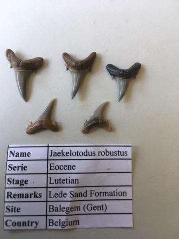 Fossiele haaientanden set (5 stuks) uit Balegem (2) beschikbaar voor biedingen