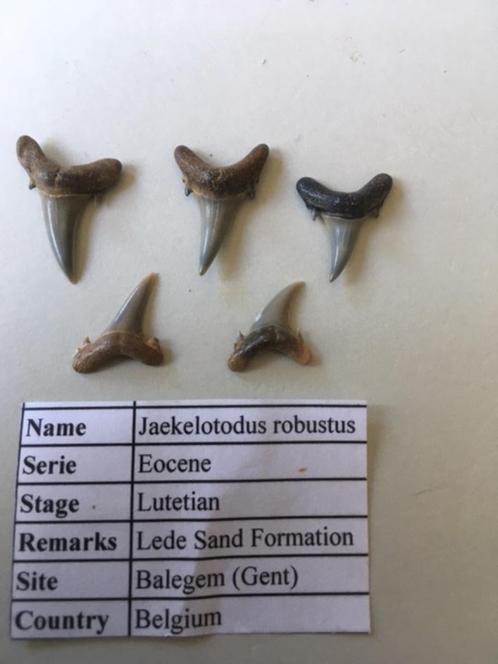 Fossiele haaientanden set (5 stuks) uit Balegem (2), Verzamelen, Mineralen en Fossielen, Fossiel, Ophalen of Verzenden