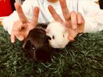 Super lieve baby (peuter) cavia’s, Dieren en Toebehoren, Knaagdieren, Cavia, Juni, Vrouwelijk, Tam