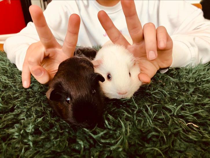 Super lieve baby (peuter) cavia’s, Dieren en Toebehoren, Knaagdieren, Vrouwelijk, Cavia, Juni, Tam