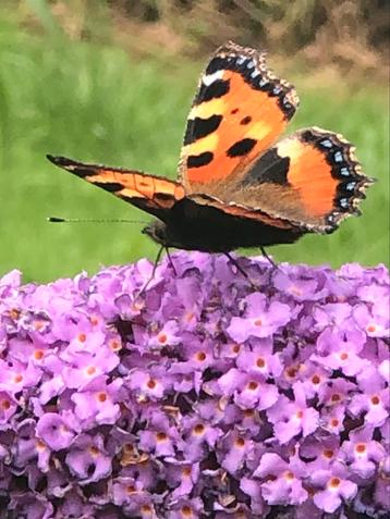 Vlinderstruik Buddleja, lichtpaars bloeiend beschikbaar voor biedingen