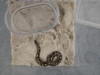 Gongylophis (Eryx) colubrinus Kenya zand boa, Dieren en Toebehoren, Reptielen en Amfibieën, Slang, 0 tot 2 jaar