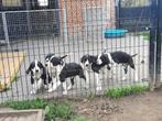 duitse doggen pups, België, Fokker | Hobbymatig, Overige rassen, 8 tot 15 weken