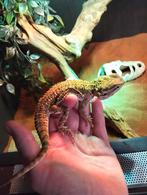 Tamme dwerg baardagaam, Dieren en Toebehoren, Reptielen en Amfibieën, Hagedis, Tam, 3 tot 6 jaar