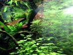 Aquariumplanten - Waternavel Hydrocotyle Tripartita, Ophalen of Verzenden, Nieuw, Plant(en), Steen of Hout